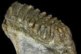Fossil Stegodon Mandible with Molar - Indonesia #156724-5